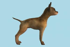 Dog Chihuahua-Dog