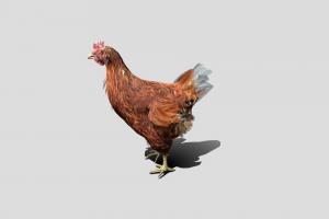 Chicken rpg, bird, birds, chick, pet, animals, chicken, medival, barn, eat, farm, animations, hen, farms, chickens, animal, animated, village
