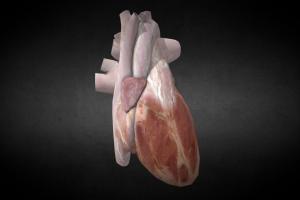 Human Heart organ, blood, anatomy, heart, cardiovascular, cardio