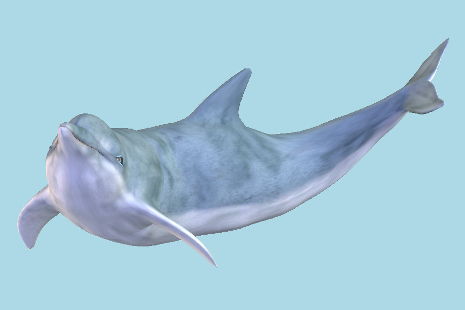 Dolphin 3d model