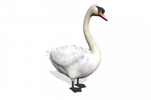 swan bird, animals, key, swan, 17, models, cob, am83, 3d, animal
