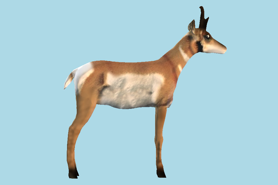 Pronghorn Animal 3d model