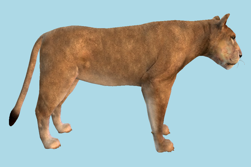 Asiatic Lion Wild Animal 3d model
