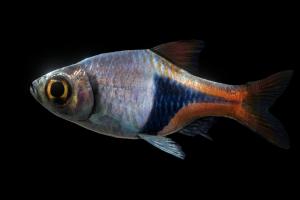 Harlequin rasbora fish, tropical, aquarium, aquatic, fresh, water, game-ready, photoreal, arlequin, harlequin, rigget, blender, lowpoly, lambchop, rasbora