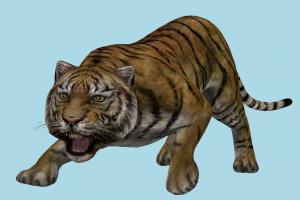 Tiger tiger, cheetah, leopard, tigers, jaguar, animal, animals, wild, nature, mammal, zoology, predator, prey
