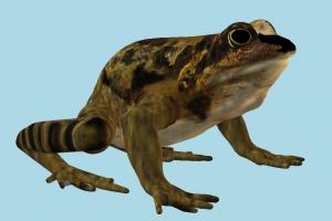 Frog frog, toad, sea-creature, sea, creature, nature
