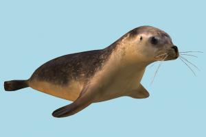 Seal seal, pinniped, dugong, sea-creature, sea, ice, animals, realistic, nature