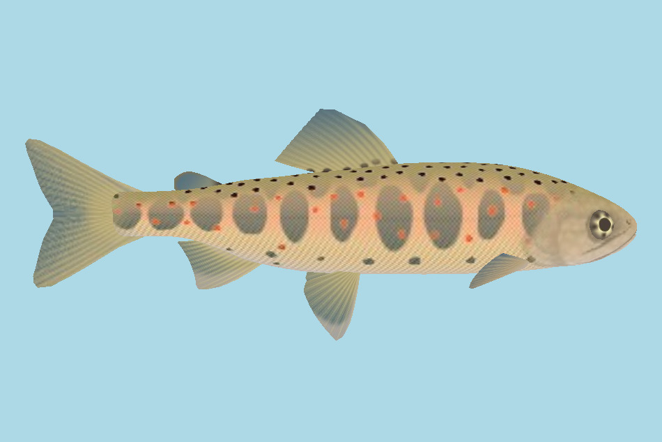 Red-spotted Masu Salmon Fish 3d model