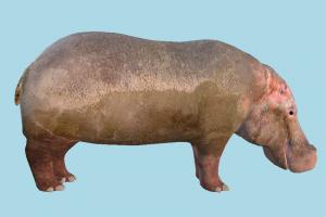 Hippo hippo, animal, animals, wild, nature, mammal, amazon, pig
