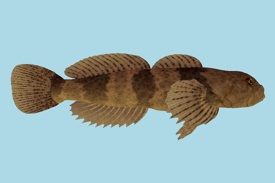 Cottus Cognatus Fish 3d model