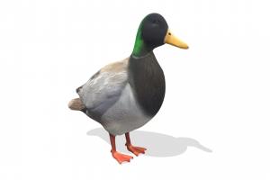 duck bird, animals, key, duck, 20, models, am83, 3d, animal