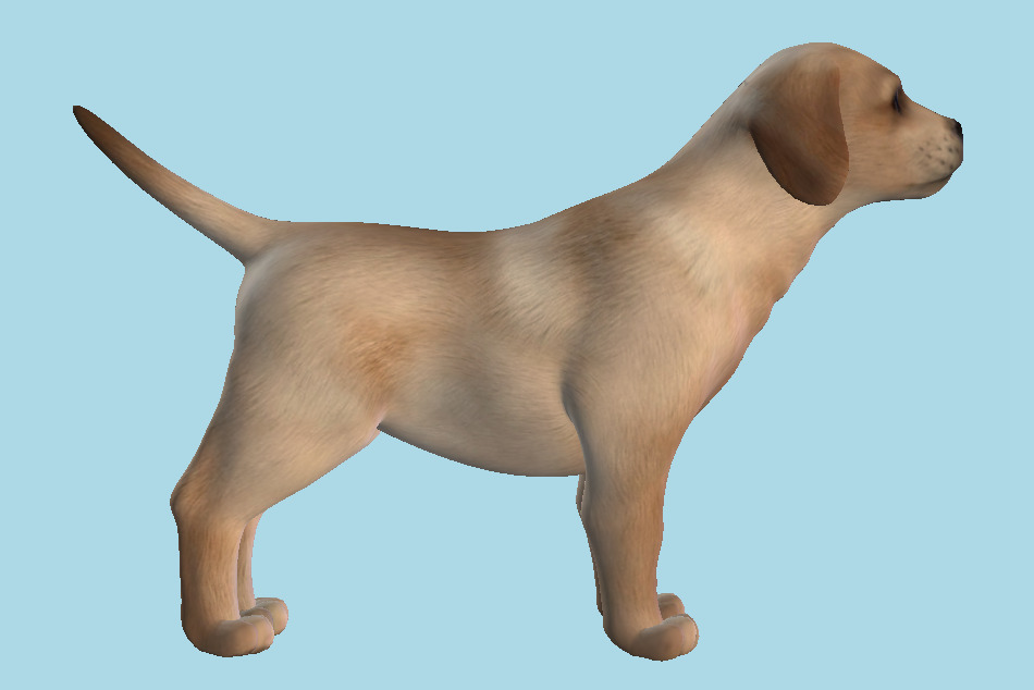 Tan Dog 3d model