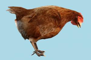 Hen hen, rooster, chicken, bird, air-creature, nature