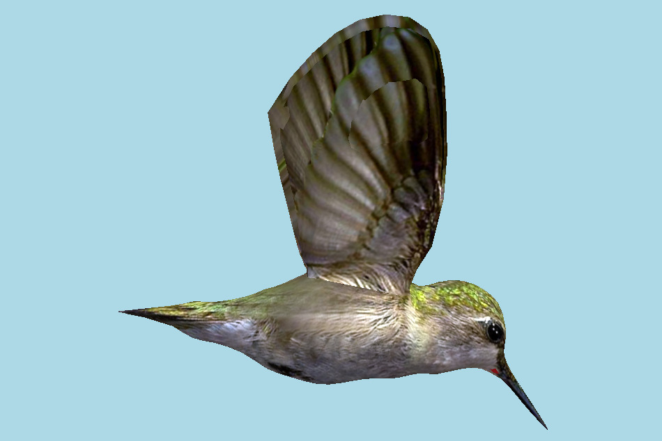 Flying Humming Bird 3d model
