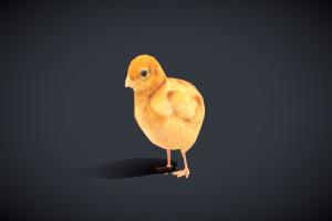 3DRT cute, bird, chick, pet, egg, indie, chicken, easter, critter, young, domestic, gamedev, tiny, farm, fluffy, 3d-model, hen, 3drt, mobilegames, youngster, domestic-animal, farm-animal, character, 3d, lowpoly, gameart, mobile, gameasset, animation, animated, rigged, gameready, egglaying