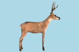 Reindeer deer, gazelle, elk, reindeer, animal, animals, wild, nature, mammal, ruminant, zoology, predator, prey