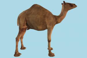 Camel camel, animal, animals, wild, nature, mammal, ruminant, zoology, saudi, arabia, arabic