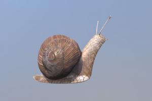 Snail snail, animals, fbx, seashell, realistic, nature, caracol, winkle, lowpoly, low, poly, animal, gameready