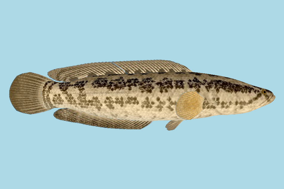 Taiwan Snakehead Fish 3d model