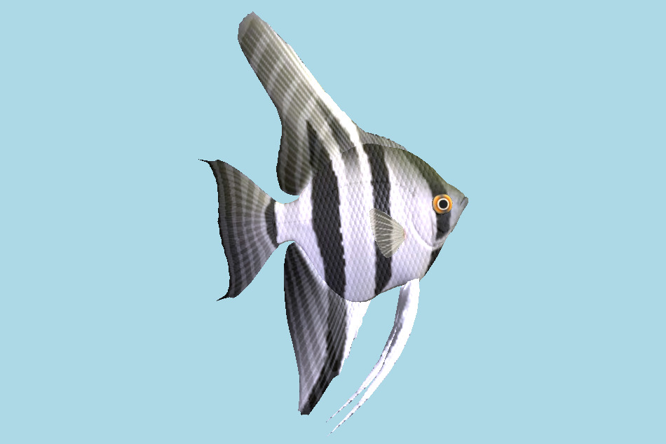 Atlantic Spadefish Fish 3d model