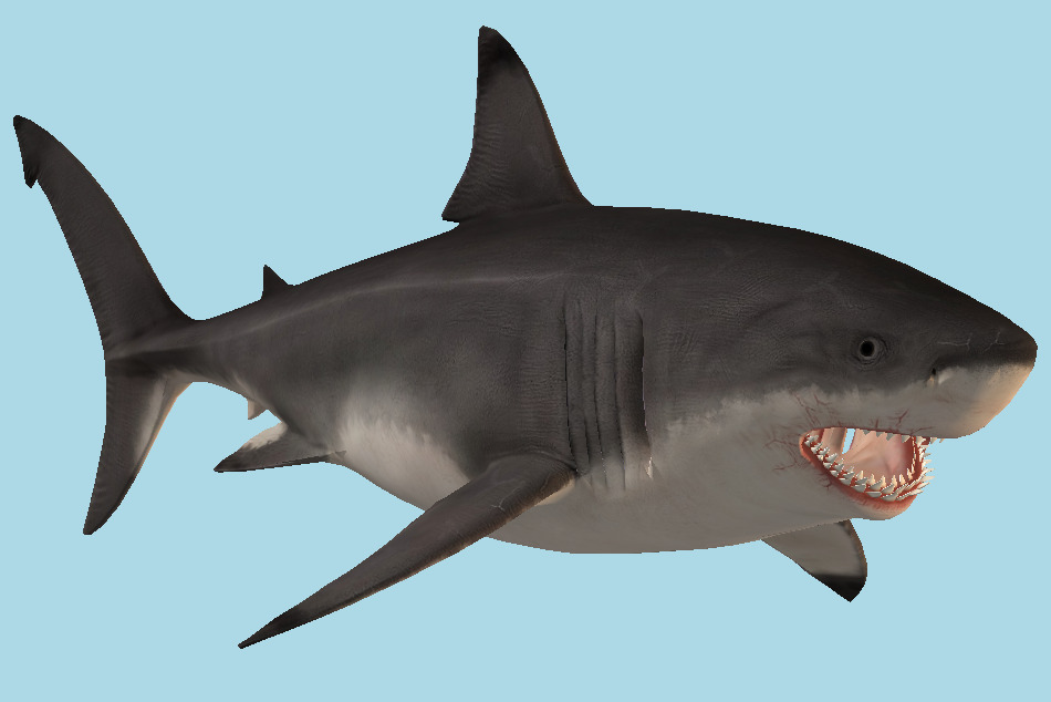 Megalodon Shark 3d model