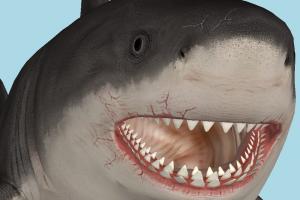 Shark Megalodon-3