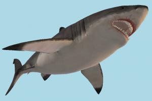 Shark Megalodon-4