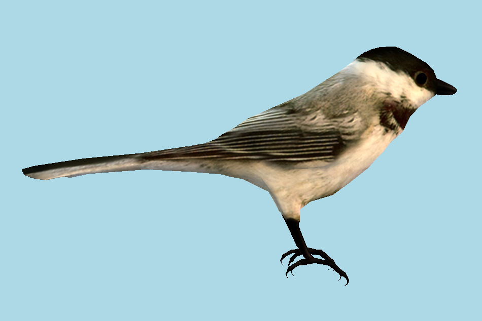Chickadee Bird 3d model