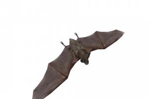 Bat bat, mammal, critter, gamedev, nocturnal, animatedmodel, chiroptera, fruitbat, 3d, 3dsmax, lowpoly, gameasset, animal, animated, gameready, nocturtalanimal, vimpirebat, mouselike