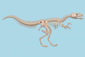 Dinosaur Skeleton dinosaur, skeleton, dragon, animal, animals