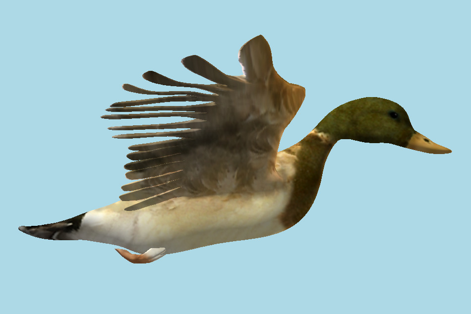 Freshwater Duck 3d model