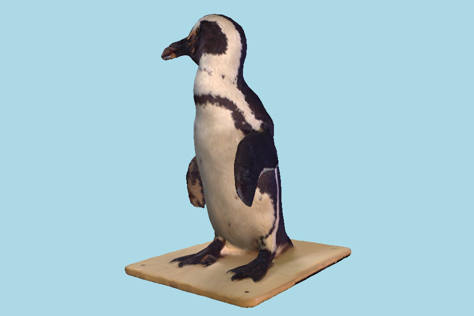 Scanned Penguin 3d model