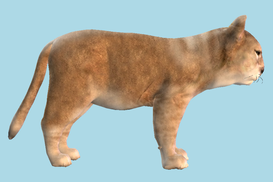 Lion Cub 3d model