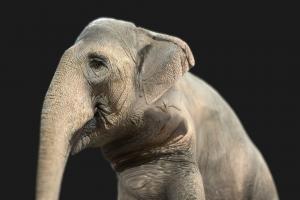 Asian Female Elephant elephant, photorealistic, asian, savannah, blender
