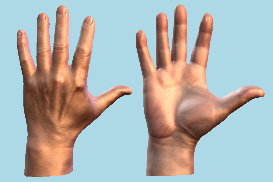 Male Hands 3d model