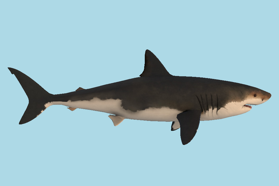 Megalodon Shark 3d model