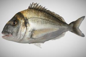 Bream Fish ( Dorade Royale) fish, fishing, water, mediterranean, lowploy, bream, blender, blender3d, sea