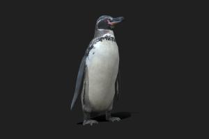 Low Poly Galapagos Penguin bird, penguin, snow, zoo, fbx, galapagos, arctic, idle-animation, animated, textured, rigged, galapagos_penguin
