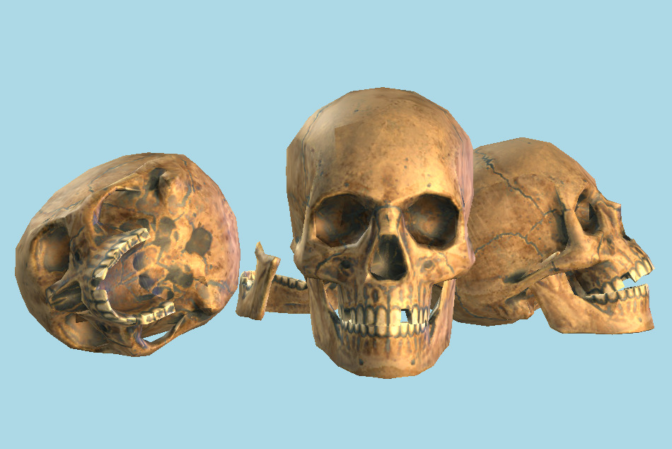 Human Skull Lowpoly 3d model