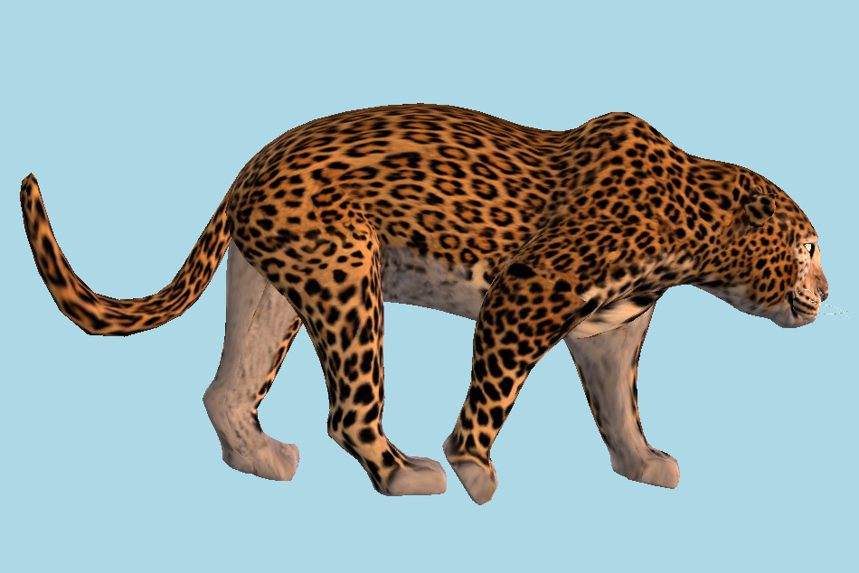 Leopard Tiger 3d model