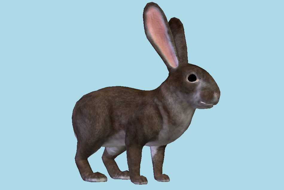 Realistic Rabbit 3d model
