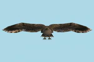 Hawk hawk, eagle, falcon, bird, air-creature, nature, predator, wild