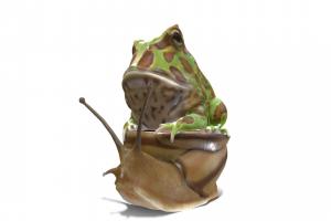 Frog carrier snail bug, frog, snai