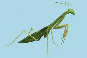 Praying Mantis mantis, grasshopper, bugs, insects, nature