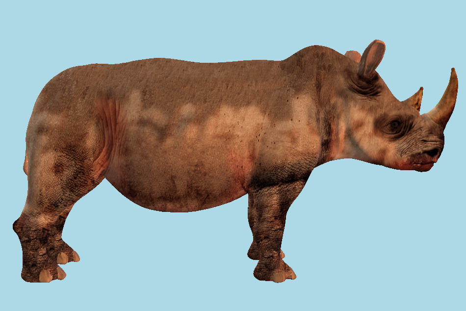 Rhinoceros Animal 3d model