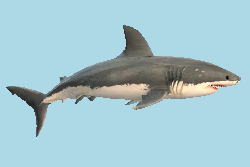 Bruce the Great White Shark 3d model