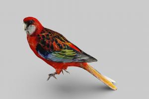 Rosella bird flying, red, bird, tropical, videogame, wings, parrot, flight, jungle, video-games, winged, angrybirds, animal, rosellae