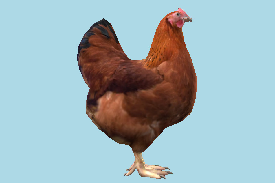 Chicken 3d model