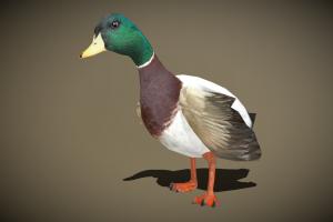 3DRT bird, hunter, nest, egg, wild, hunting, duck, critter, gamedev, farm, feathers, prey, 3drt, aniamted, mobilegames, mallard, fowl, poultry, domestic-duck, game, 3d, lowpoly, gameasset, creature, animal, 3dmodel, gameready, wildanimals, prey_game, water-bird, egg-laying, famring, water-fowl