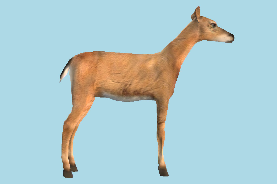 Fallow Deer 3d model